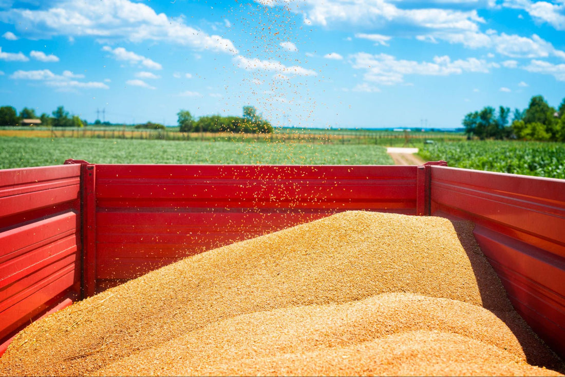Sustainable Agriculture Through Eco-Friendly Millet Farming