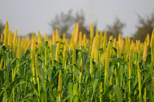 millets in farm