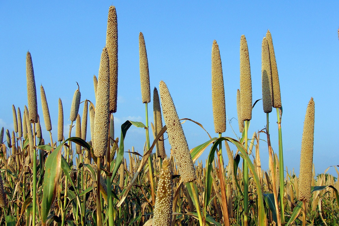 bajra(pearl millet) in a farm