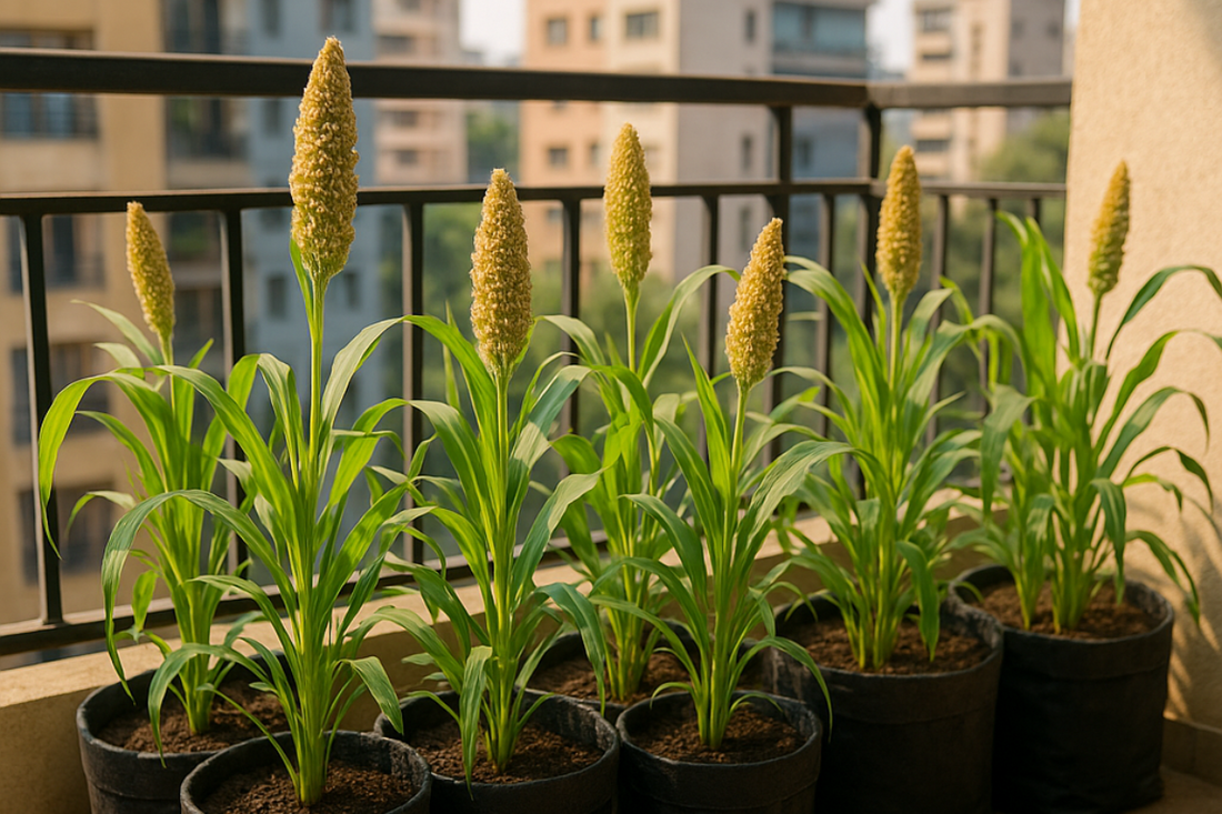 Millets: A Sustainable Choice for Urban Agriculture