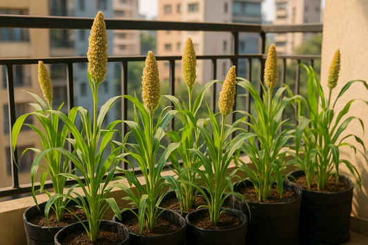 Millets: A Sustainable Choice for Urban Agriculture