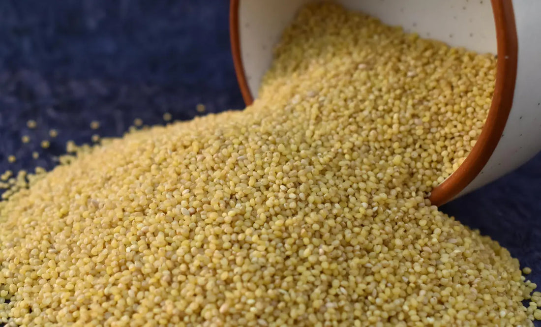 foxtail millet