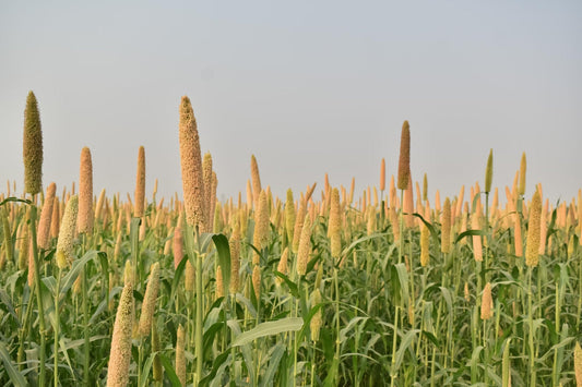 Millet Farming in India