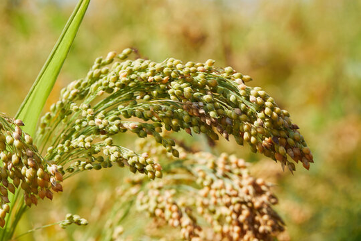 proso millet grain