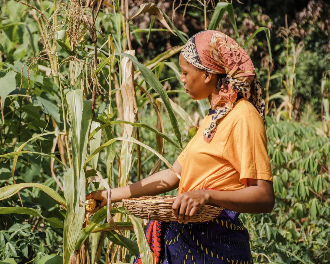 woman cultivating millets